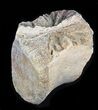 Bargain Thescelosaurus Caudal Vertebrae - Montana #35396-1